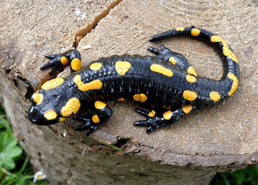 Salamandra Village Kozevo Ngoại thất bức ảnh